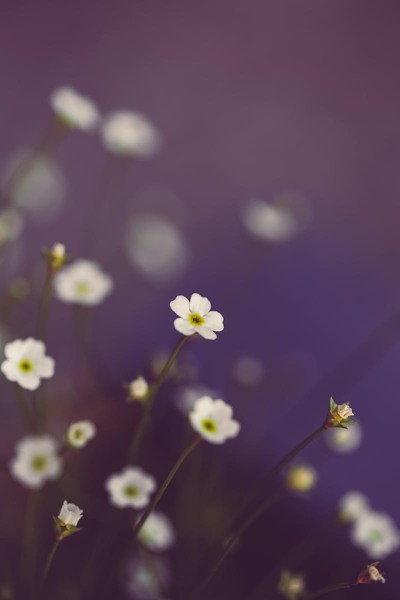 Mystical Garden