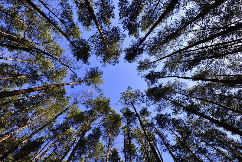 Tree Canopy